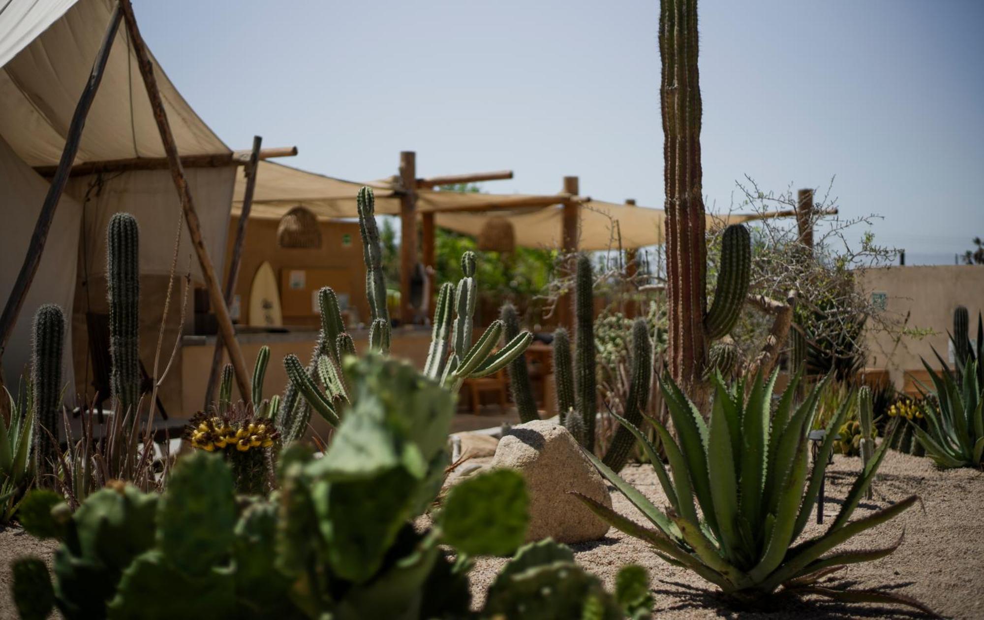 Baja Temple Hotell Todos Santos Exteriör bild