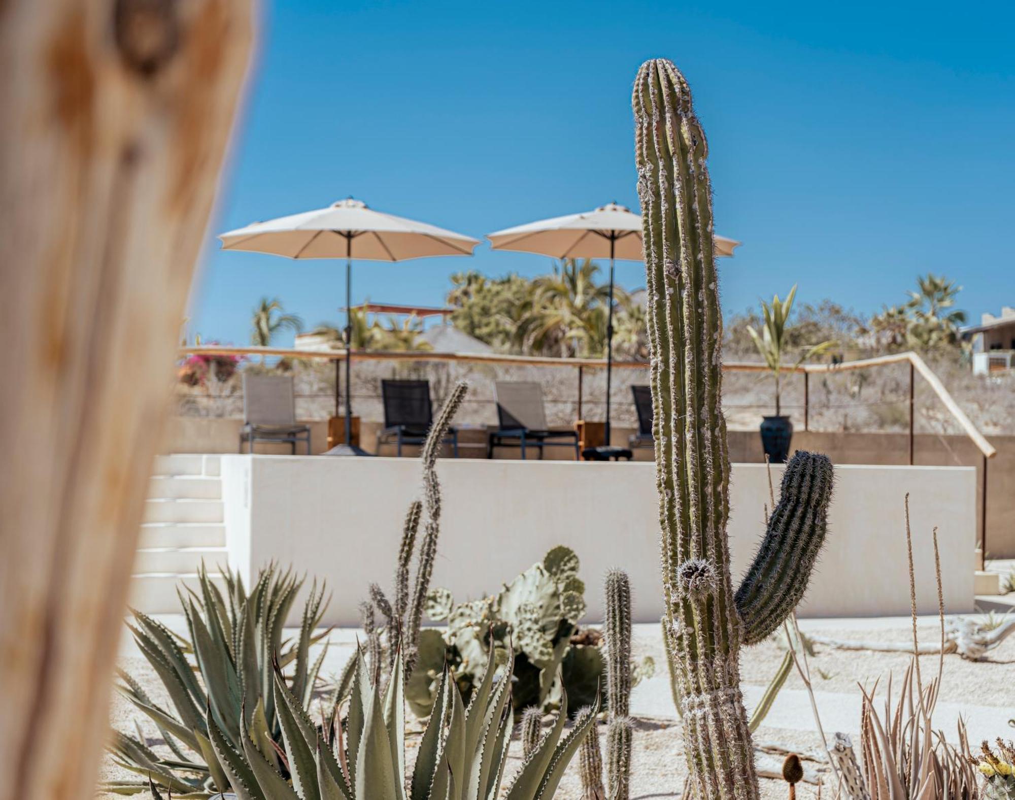 Baja Temple Hotell Todos Santos Exteriör bild